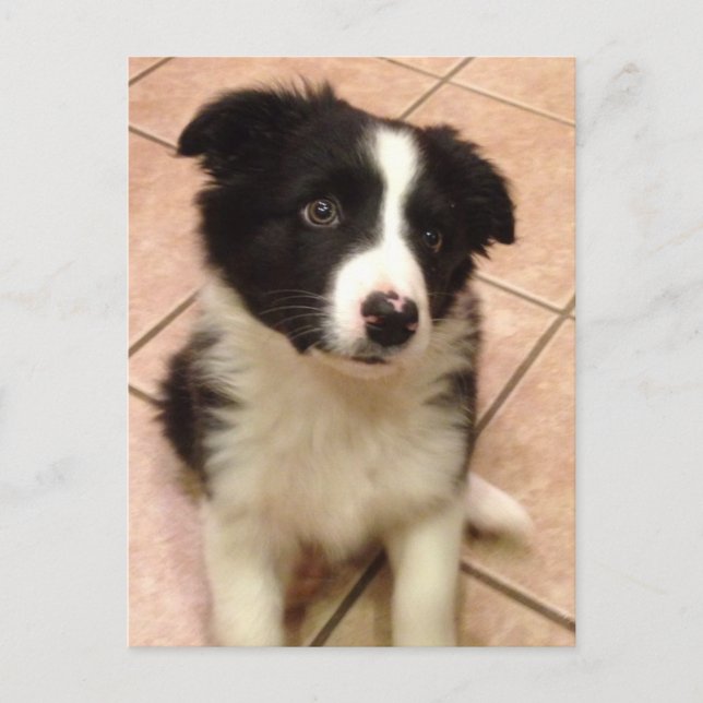 Border Collie Puppy Postkarte (Vorderseite)