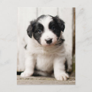 Border Collie Puppy Postkarte