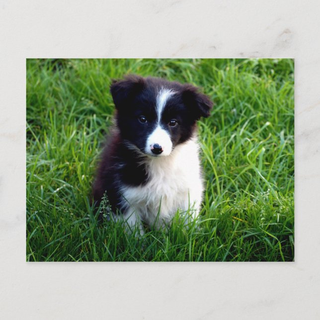 Border Collie Puppy Postkarte (Vorderseite)