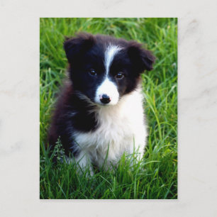 Border Collie Puppy Postkarte