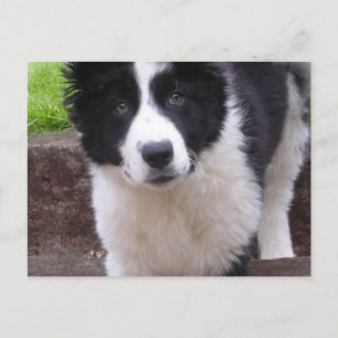 Border Collie Puppy Postkarte