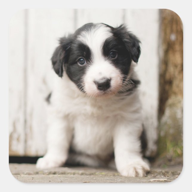 Border Collie Puppy Quadratischer Aufkleber (Vorderseite)