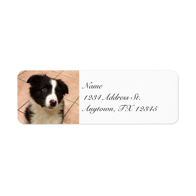Border Collie Puppy-Rücksendeadressen-Aufkleber (Vorne)