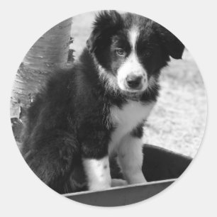 Border Collie Puppy Runder Aufkleber
