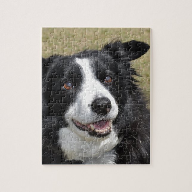 Border Collie Puzzle (Vertikal)