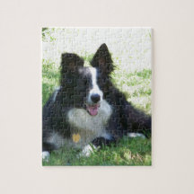 Border-Collie