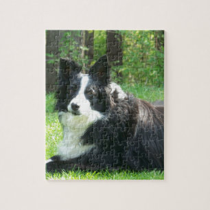 Border-Collie Puzzle