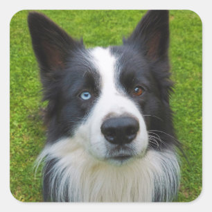 Border Collie Quadratischer Aufkleber