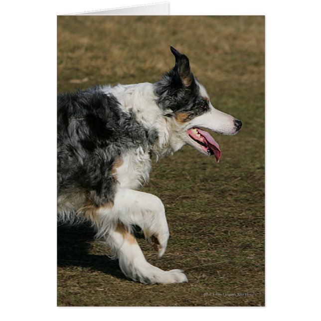 Border Collie Running 1 (Vorne)