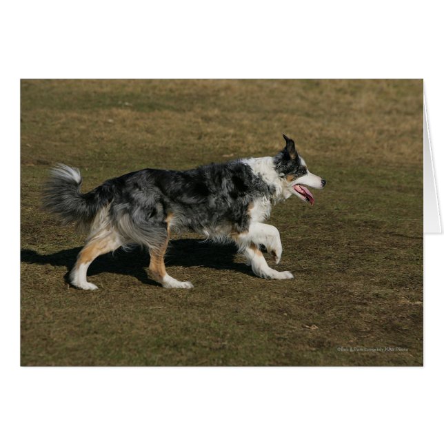 Border Collie Running 1 (Vorderseite (Horizontal))