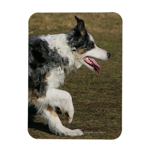 Border Collie Running 1 Magnet (Vertikal)