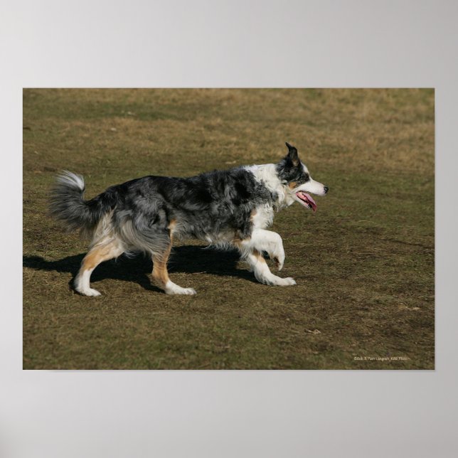 Border Collie Running 1 Poster (Vorne)