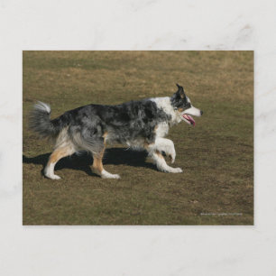 Border Collie Running 1 Postkarte