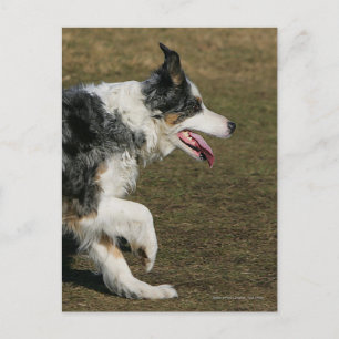 Border Collie Running 1 Postkarte