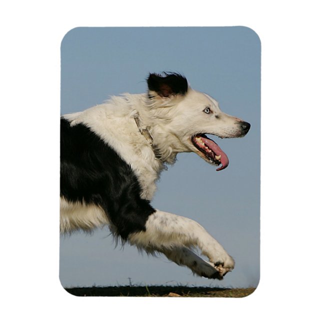 Border Collie Running 2 Magnet (Vertikal)