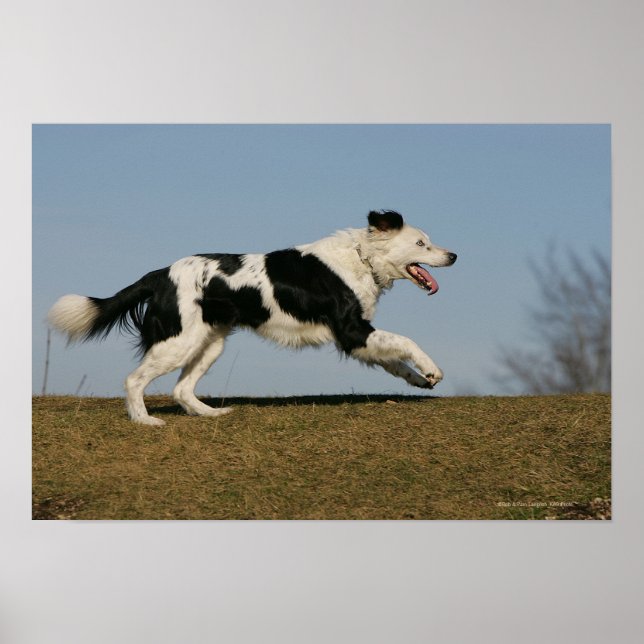 Border Collie Running 2 Poster (Vorne)