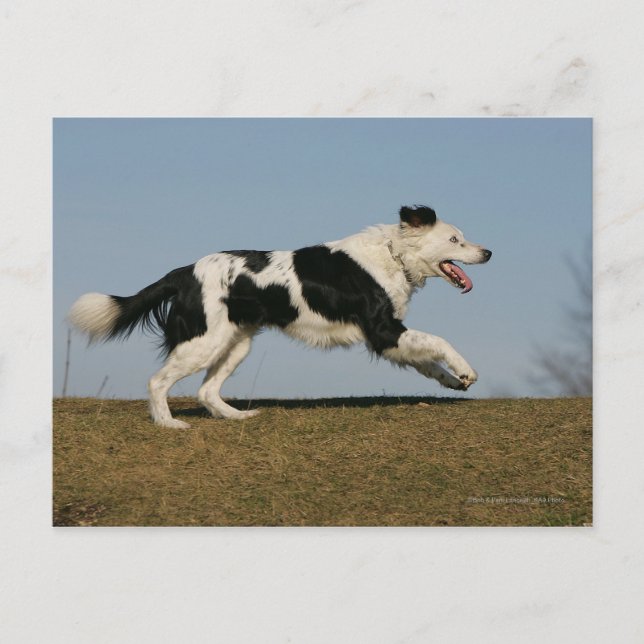 Border Collie Running 2 Postkarte (Vorderseite)