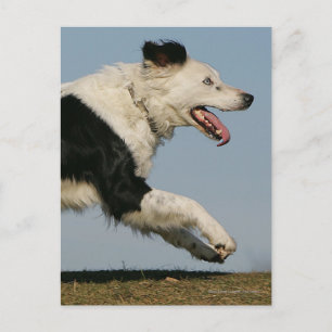 Border Collie Running 2 Postkarte