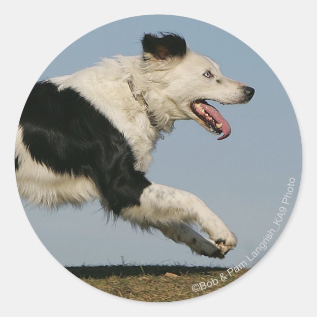 Border Collie Running 2 Runder Aufkleber (Vorderseite)