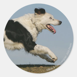 Border Collie Running 2 Runder Aufkleber