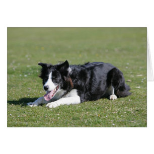 Border Collie schlüpfen