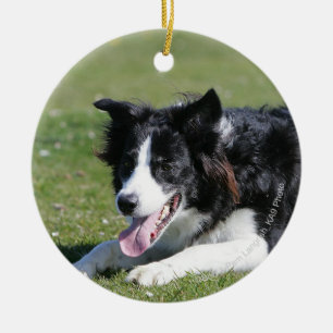 Border Collie schlüpfen Keramik Ornament