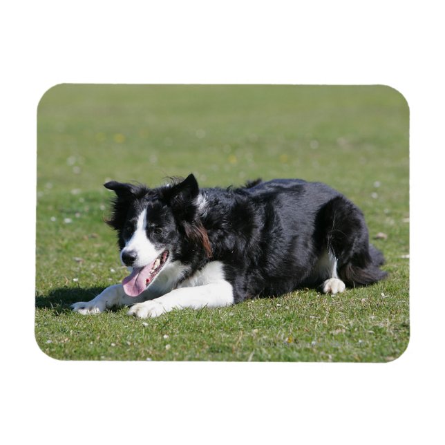 Border Collie schlüpfen Magnet (Horizontal)