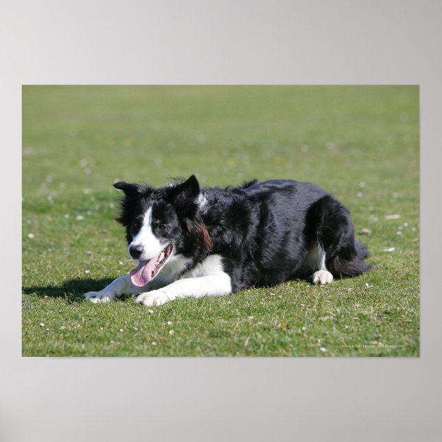 Border Collie schlüpfen Poster (Vorne)