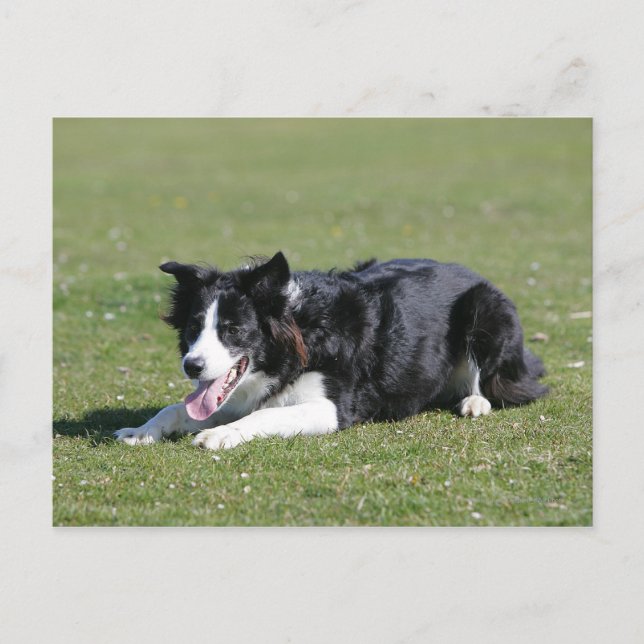 Border Collie schlüpfen Postkarte (Vorderseite)