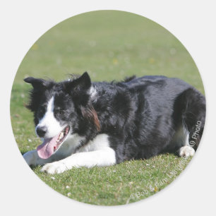 Border Collie schlüpfen Runder Aufkleber