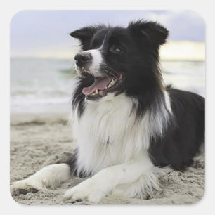 Border Collie Schwarz-Weiß-Welpen-Hund-Aufkleber Quadratischer Aufkleber
