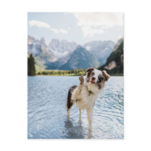 Border Collie See Abenteuer Berg Hund Reise