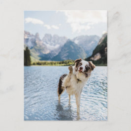 Border Collie See Abenteuer Berg Hund Reise Postkarte