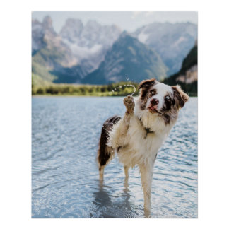 Border Collie Seeabenteuer Berg Hund Reise Poster