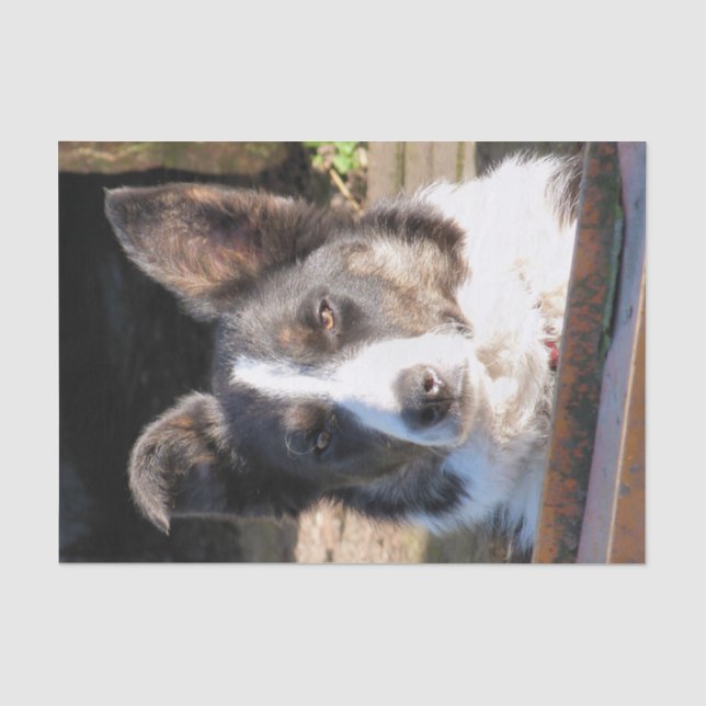 BORDER COLLIE SEIDENPAPIER (Vorderseite)