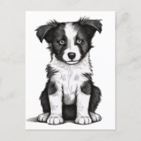 Border Collie Sheepdog Australian Shephard Puppy