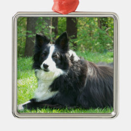 Border-Collie Silbernes Ornament