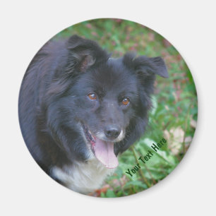 Border Collie Smilingcute Dog Magnet