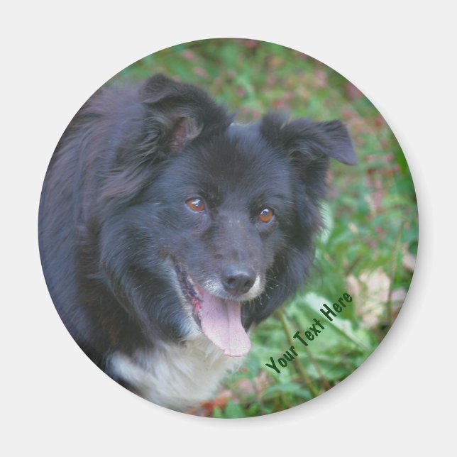 Border Collie Smilingcute Dog Magnet (Vorne)