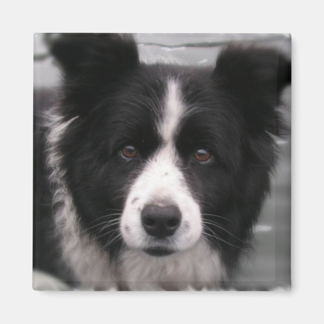 Border Collie Square Magnet (Vorne)