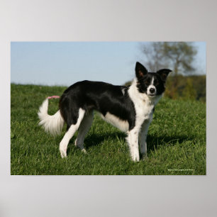 Border Collie Standing Poster