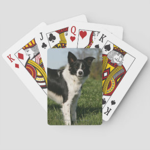 Border Collie Standing Spielkarten
