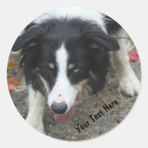 Border Collie Stare Docker Runder Aufkleber