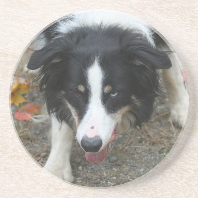 Border Collie Stare Dog Drink Untersetzer (Vorne)