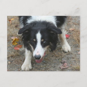 Border Collie Stare Dose Postkarte