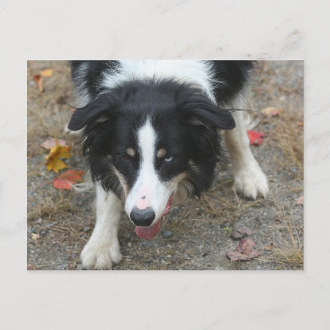 Border Collie Stare Dose Postkarte (Vorderseite)