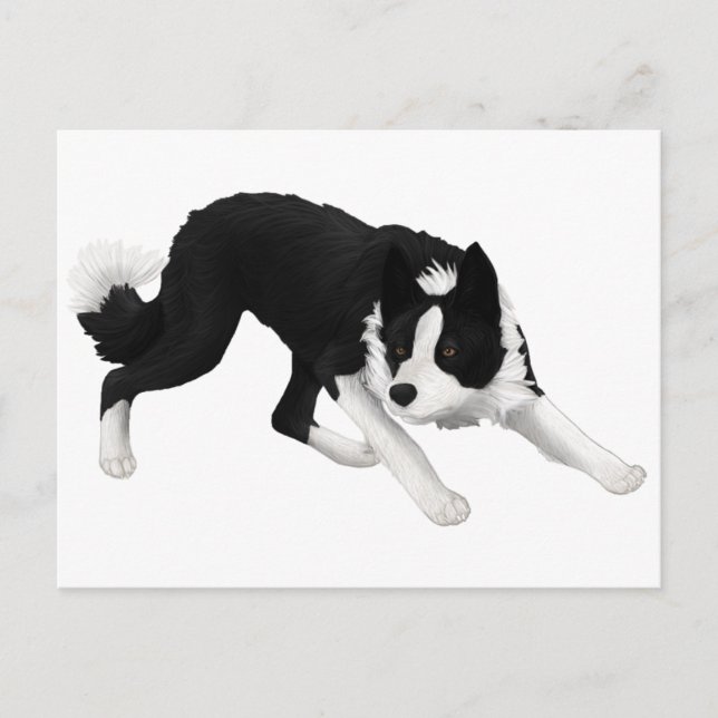 Border-Collie-Starren Postkarte (Vorderseite)