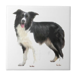 Border Collie (stehend) Fliese