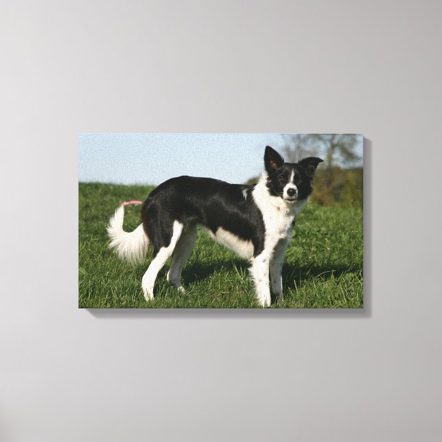 Border Collie Stehend Leinwanddruck (Vorderseite)