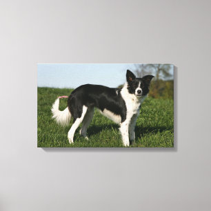 Border Collie Stehend Leinwanddruck